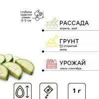 Семена Кабачок &laquo;Вовчик&raquo;, раннеспелый, белоплодный, универсальный, 1 г, &laquo;Евро-семена&raquo;