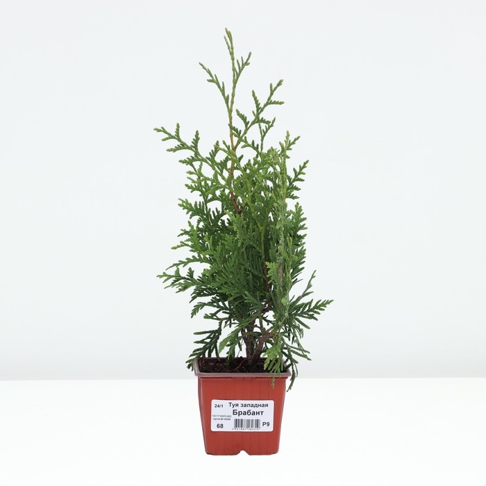 Туя западная «Брабант», саженец, хвойный, Р9, 1 шт., h=3-20 см Туя западная «Брабант», саженец, хвойный, Р9, 1 шт., h=3-20 см