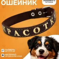 Ошейник &laquo;Красотка&raquo;, 60&times;2.5 см, однослойный, тиснение фольгой, кожа, цвет МИКС