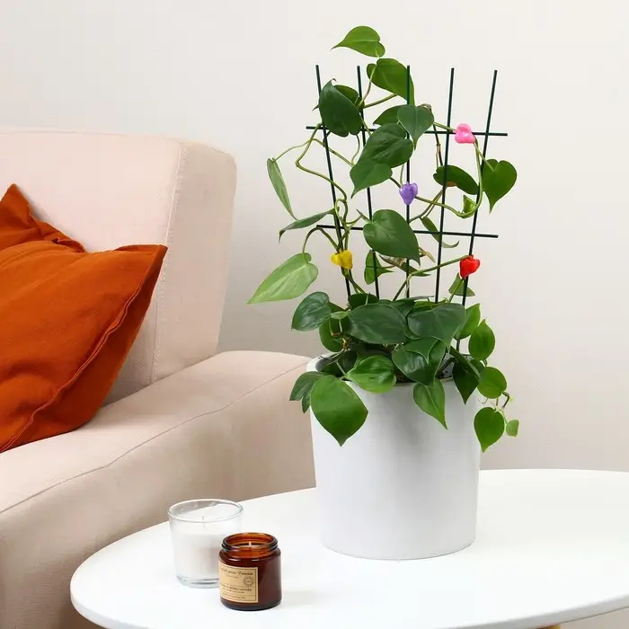 Клипса для растений «Клубника», набор 10 шт., МИКС, Greengo Клипса для растений «Клубника», набор 10 шт., МИКС, Greengo