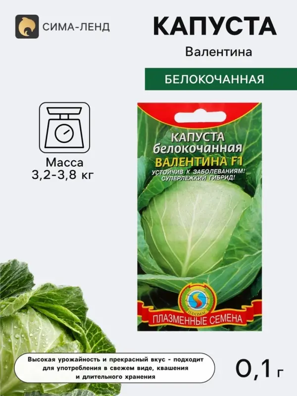 Семена Капуста белокочанная &laquo;Валентина&raquo;, F1, 0.1 г, &laquo;Плазмас&raquo;