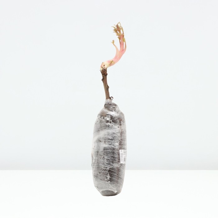 Пион древовидный (привитый на травянистый) Пион древовидный (привитый на травянистый) "Песня Дождя ", 1 шт, туба, Весна 2025