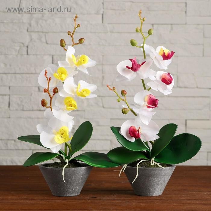 Композиция в горшочке  Композиция в горшочке "Орхидея" 10х28 см, микс