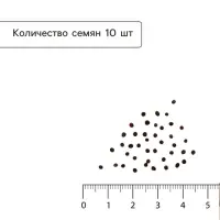 Семена Капуста белокочанная &laquo;Мегатон&raquo;, F1, 10 шт., &laquo;Уральский дачник&raquo;