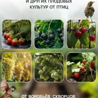 Сетка садовая, 2&times;10 м, ячейка ромб 6&times;6 мм, от птиц, пластиковая, зелёная, Greengo
