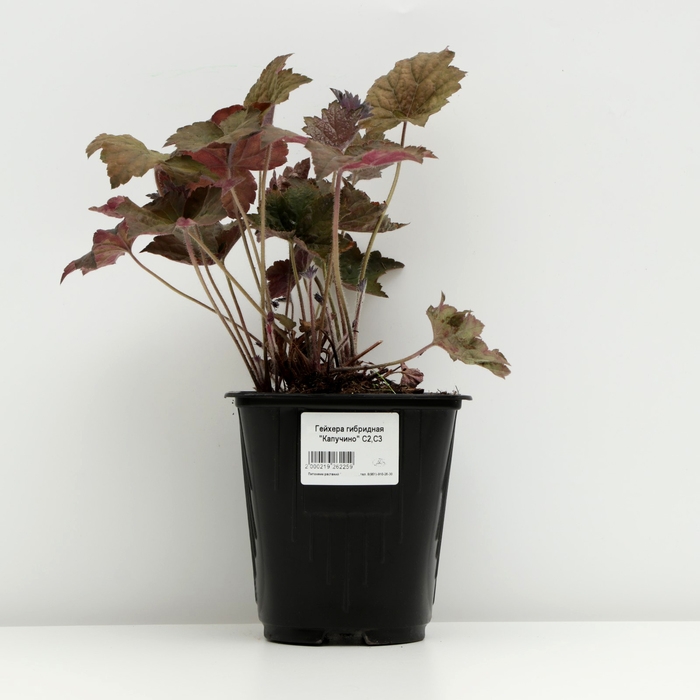 Гейхера гибридная Гейхера гибридная "Капучино", Горшок С3, 1 шт, Весна 2024