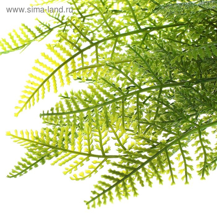 Букет "Папоротник" 40 см
