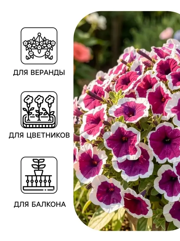 Семена цветов Петуния &laquo;Хулахуп&raquo; бургунди, F1, 7 шт., Sakata, &laquo;АЭЛИТА&raquo;