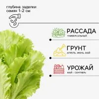 Семена Салат &laquo;Айсберг&raquo; кочанный, 0.5 г, &laquo;Аэлита&raquo;