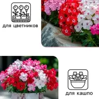 Семена цветов Флокс "Разноцветная смесь", 0,1 г
