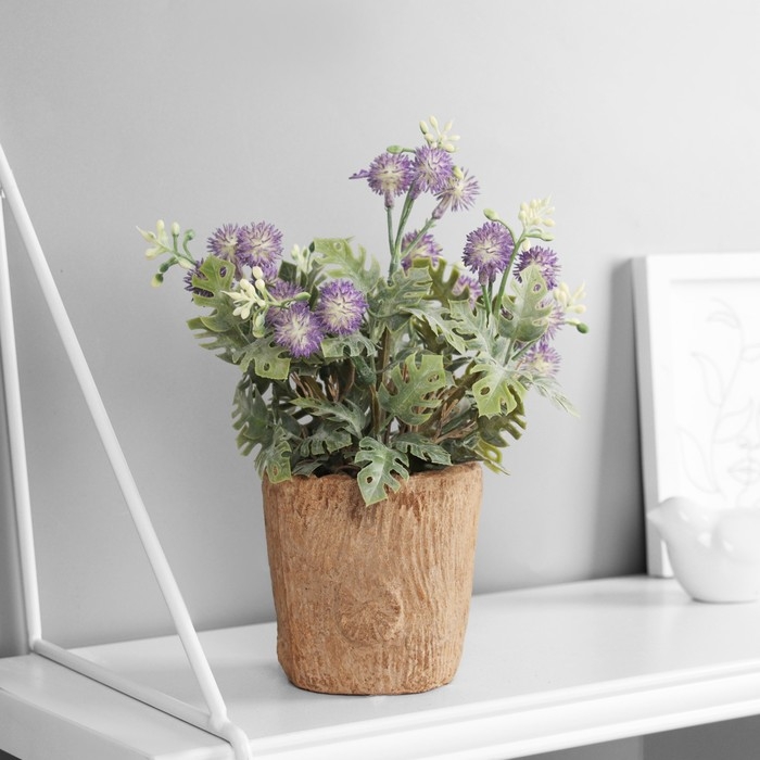 Бонсай Бонсай "Синеголовник экстра" 9х21 см, микс