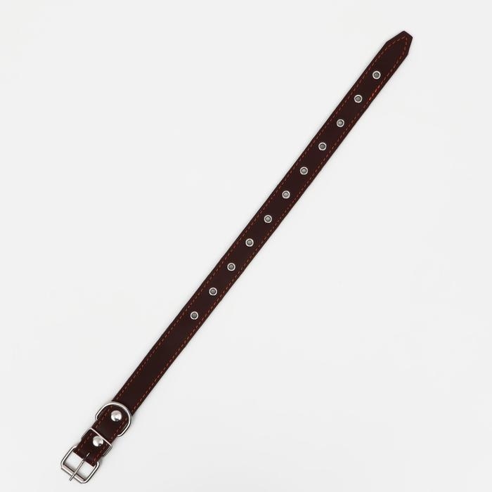 Ошейник кожаный на синтепоне, безразмерный, 65 х 3 см, ОШ 22-55 см, коричневый Ошейник кожаный на синтепоне, безразмерный, 65 х 3 см, ОШ 22-55 см, коричневый