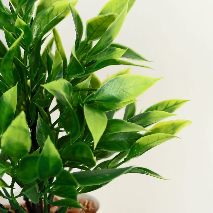 Бонсай в горшке Бонсай в горшке "Людвигия галант" 7,5х18 см, микс