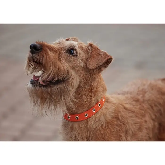 Ошейник кожаный однослойный безразмерный, 45&times;2 см, ОШ 18-39 см, коричневый