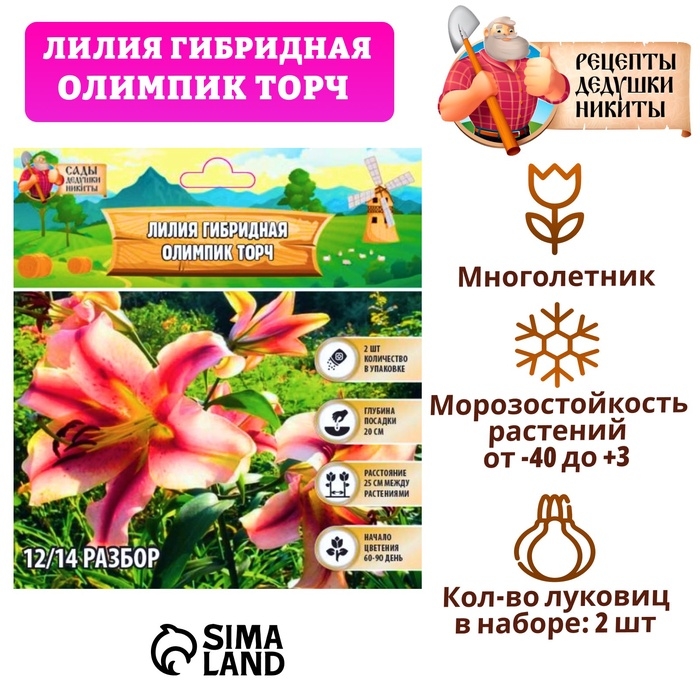 Лилия гибридная «Олимпик Торч», луковица в пакете с перфорацией, р-р 14/16, 2 шт.