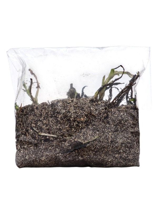 Флокс "Джеффс Пинк" р-р I, 2 шт, Весна 2025, ЭКОНОМ,