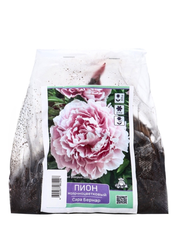 Пионы молочноцветковые и гибриды Пионы молочноцветковые и гибриды "Сара Бернар ", 1 шт, р-р 2-3, Весна 2025