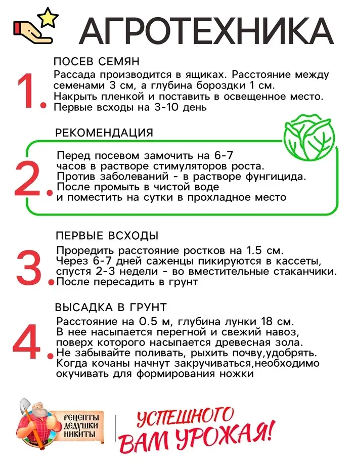 Семена Капуста белокочанная "Слава 1305", 0,5 г