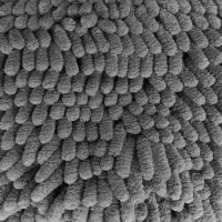 Губка Шиншилла AVS SS-3293