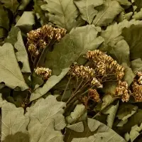 Веник для бани дубовый, с тысячелистником