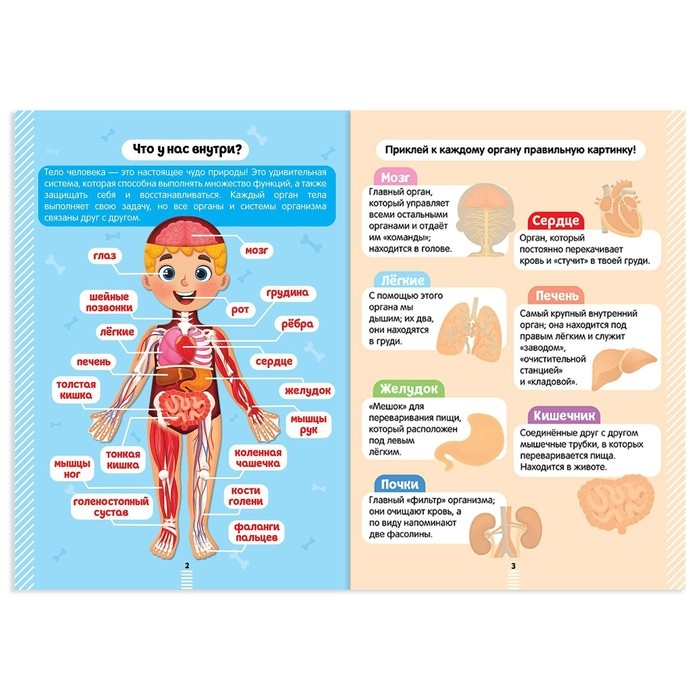 Наклейки «Секреты тела человека», 16 стр. Наклейки «Секреты тела человека», 16 стр.