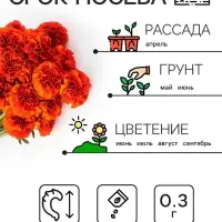 Семена цветов Бархатцы отклонённые (Тагетес) "Мерседес", 0,3 г Семена цветов Бархатцы отклонённые (Тагетес) "Мерседес", 0,3 г