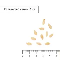Семена Огурец &laquo;Санькина Любовь&raquo;, F1, супербукетный тип, партенокарпический, 7 шт., &laquo;Уральский дачник&raquo;