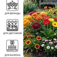 Семена Цветов Хризантема многолетняя &laquo;Смесь окрасок&raquo;, крупноцветковая, 0.02 г, &laquo;Урожай удачи&raquo;