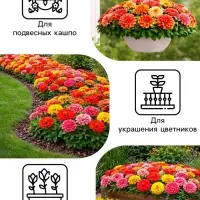 Семена цветов Цинния &laquo;Карусель&raquo;, смесь 0.3 г, &laquo;Рецепты дедушки Никиты&raquo;