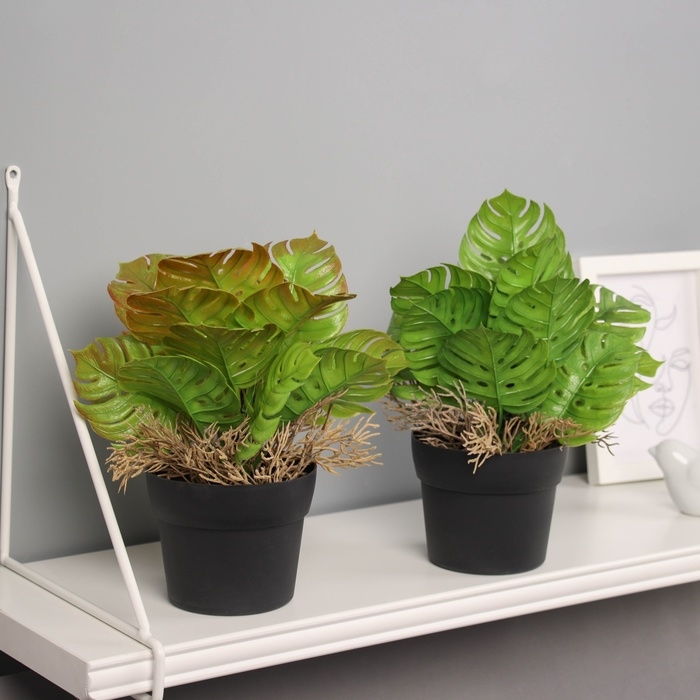 Бонсай в горшке Бонсай в горшке "Асплениум премиум" 21х10,5 см, микс