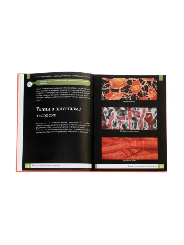 Эциклопедия "Тело человека", Ульева Е.А.