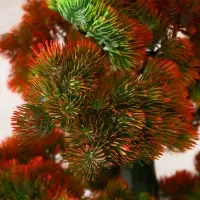 Дерево искусственное &laquo;Бонсай Кабудати&raquo;, h=70 см