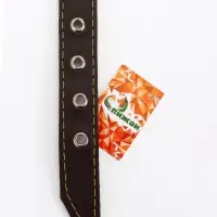 Ошейник однослойный "Красавчик", 2.5 см, тиснение фольгой, микс цветов Ошейник однослойный "Красавчик", 2.5 см, тиснение фольгой, микс цветов