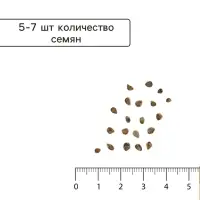 Семена томат &laquo;Сахарная Настасья&raquo;, детерминантный, среднерослый, 0.05 г