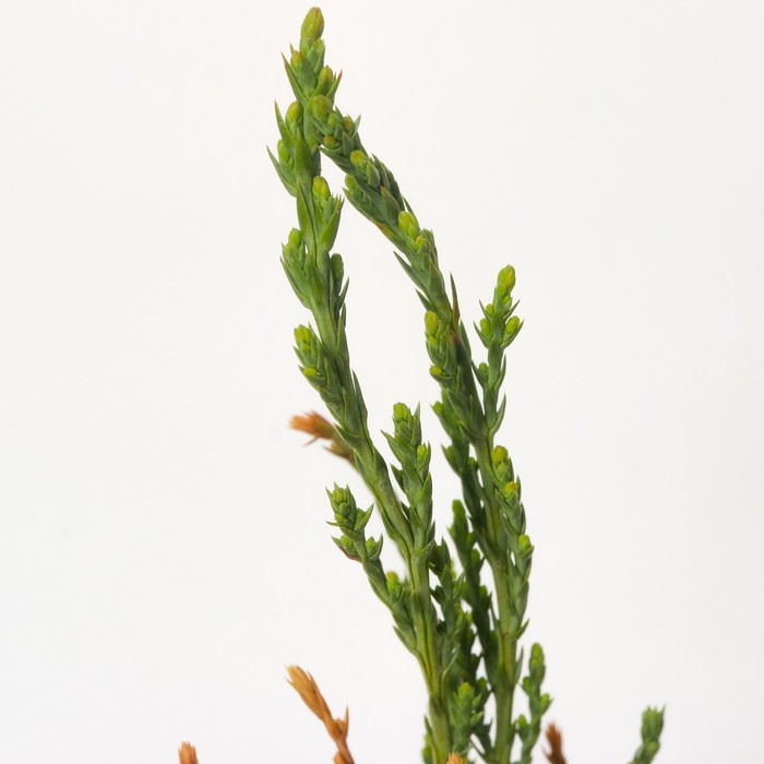 Можжевельник скальный Можжевельник скальный "Скайрокет", Р9, 1шт, h 3-20 см, Осень 2024