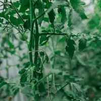 Шпагат джутовый для подвязки растений, 100 м, 1120 текс, 2 нити, джут, Greengo