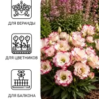Семена цветов Эустома &laquo;Эхо Пикоти&raquo; F1, розовая, гранулы, пробирка, 4 шт.