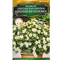 Семена цветов Экзакум (Персидская фиалка) Королева белоснежка (драже) , Ц/П,4 шт. Семена цветов Экзакум (Персидская фиалка) Королева белоснежка (драже) , Ц/П,4 шт.