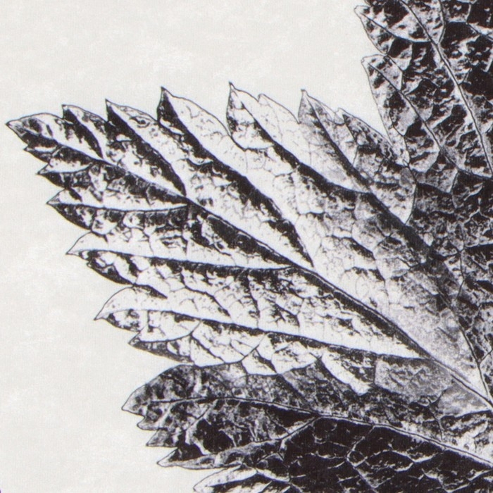 Коврик для ванной Этель Natural print 57х57±2см см, 100% п/э, велюр Коврик для ванной Этель Natural print 57х57±2см см, 100% п/э, велюр