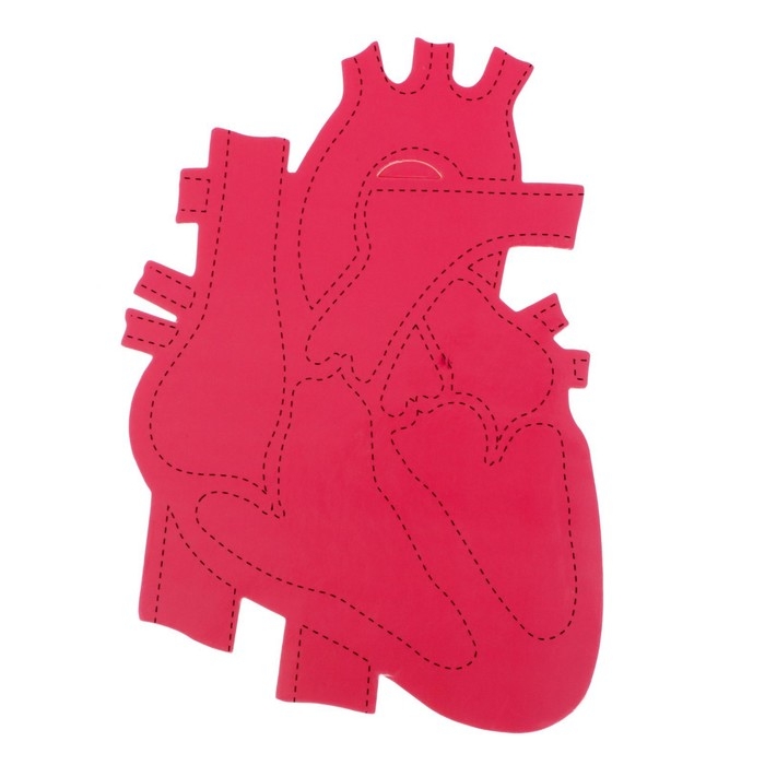 Набор для опытов «Моё тело», сердце Набор для опытов «Моё тело», сердце