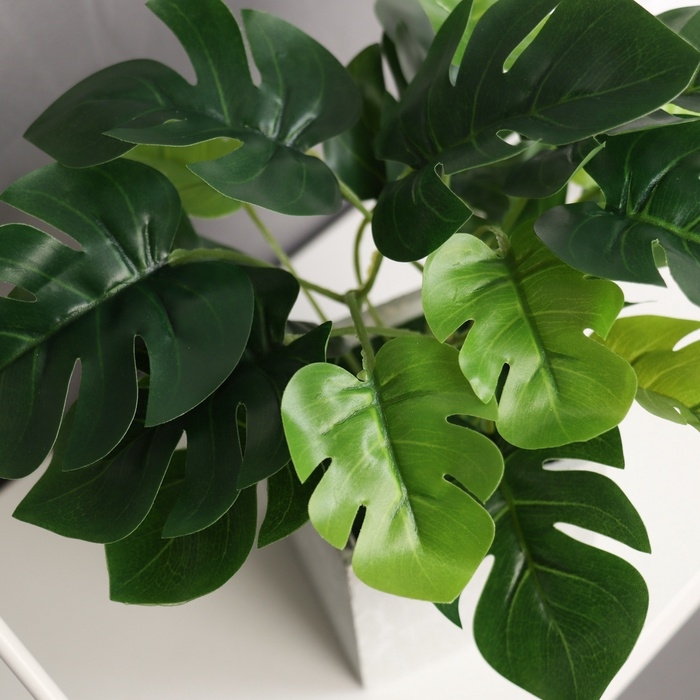 Бонсай в горшке Бонсай в горшке "Монстера галант леди" 19х8 см, зелёный