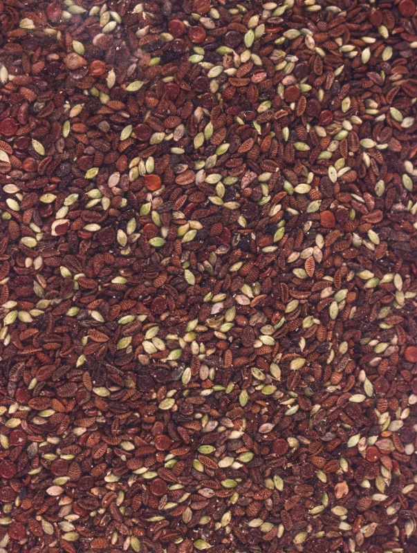 Семена «Фацелия», 2 кг Семена «Фацелия», 2 кг