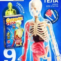 Набор для опытов по анатомии &laquo;Строение тела&raquo;, светится в темноте, с мягкими органами