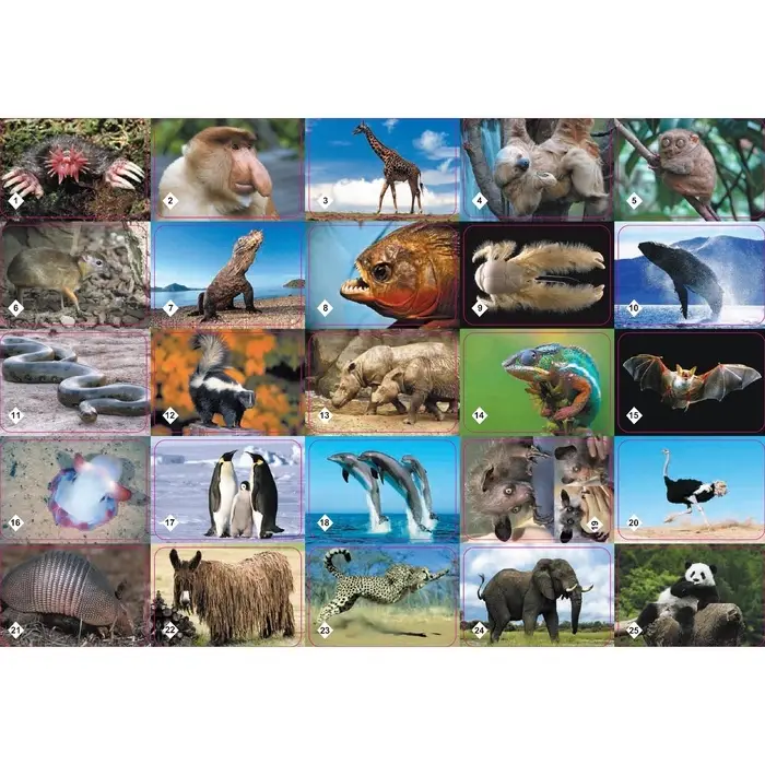 Настольная игра &laquo;Мемо. Удивительные животные&raquo;, 50 карточек + познавательная брошюра