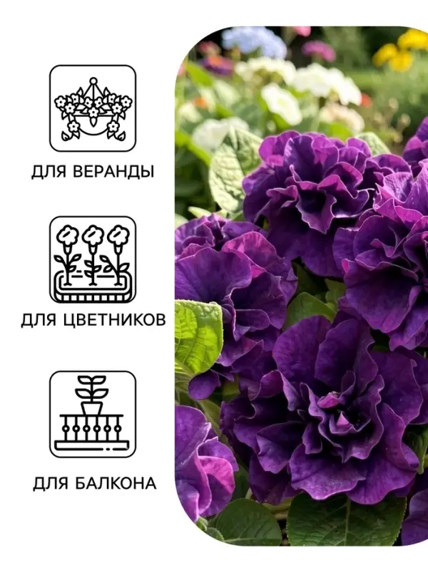 Семена цветов Петуния &laquo;Дуо&raquo;, F1, синяя, махровая, 10 шт.