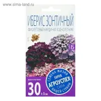 Семена цветов Иберис "Фиолетовый кардинал", 0,2г