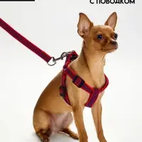 Комплект амуниции рельефный, поводок 120&times;1.5 см, ОГ 36-49 см, красно-синий