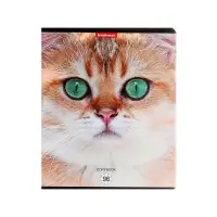 Тетрадь 96 листов в клетку ErichKrause Cats, обложка мелованный картон, матовая ламинация, выборочный УФ-лак, блок офсет 100% белизна, МИКС (1 вид в спай�...