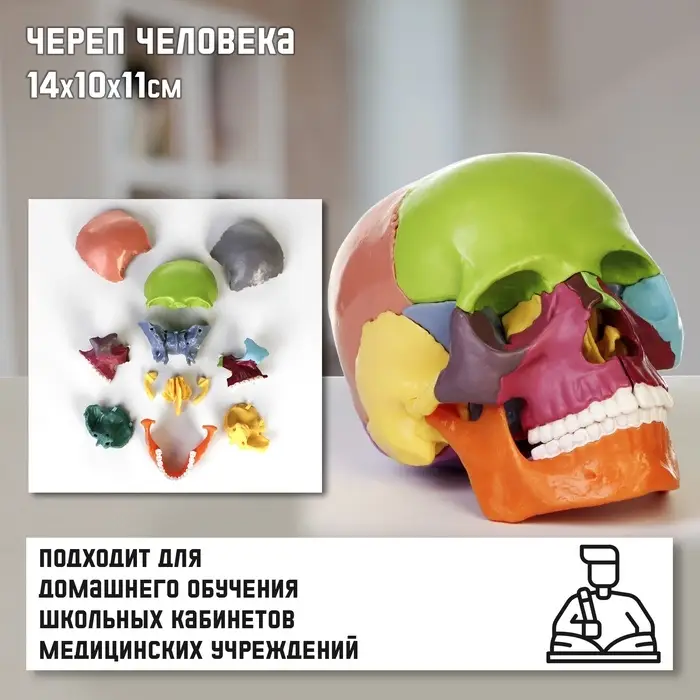 Анатомическая модель &laquo;Макет черепа человека&raquo;, разборный, цветной, 14&times;10&times;11 см