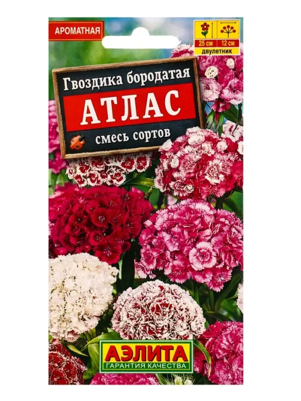 Набор Семена цветов Гвоздика турецкая многолетняя (238758319) ВБ